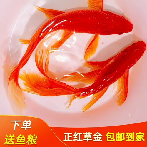 长尾大红草金鱼鱼苗冷水鱼好养耐活观赏鱼淡水招财锦鲤锦鲫红草金