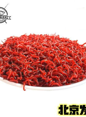 天津红虫鲜活钓鱼拉饵喂鱼鲫鱼饵
