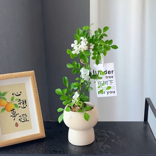 九里香七里香造型老桩办公室内客厅桌面摆件绿植花卉盆栽开花植物