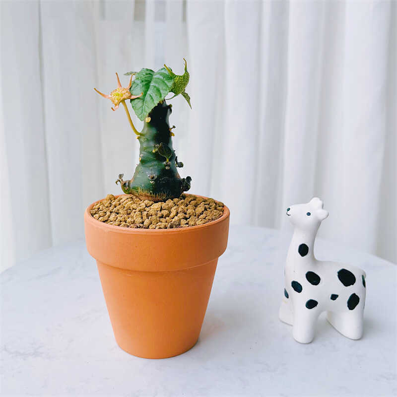 稀有块根绵叶实生花卉盆栽肉肉