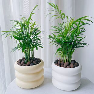 办公室内电脑桌面懒人绿植花卉盆栽四季 珍椰子 好养防辐射 袖