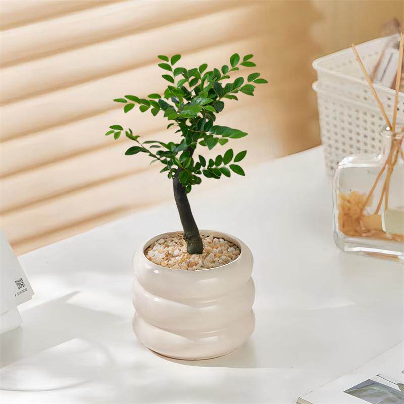 小叶紫檀稀有名贵植物北欧办公室内电脑桌面绿植花卉盆栽净化空气