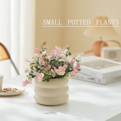 五彩斑斓花叶络石盆栽