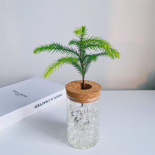 【水培南洋杉】创意水培植物办公室内客厅桌面绿植花卉盆栽防辐射