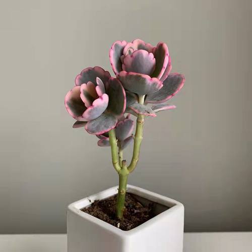 阳台超好养蝴蝶之舞多肉