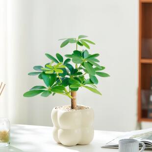 鸭脚木粗老桩八方来财七叶莲北欧奶油风办公室内客厅绿植花卉盆栽