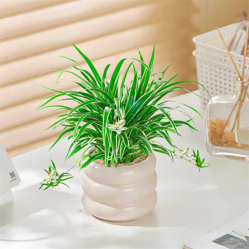 金边吊兰爬藤净化绿植垂吊