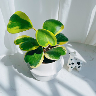 【情比金坚】心叶球兰锦办公室内多肉植物绿植花卉盆栽送女友礼物