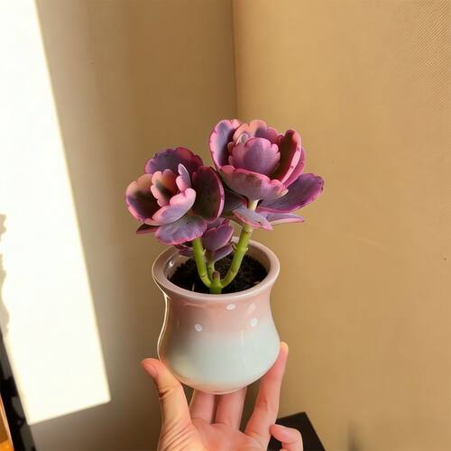 粉色多肉植物蝴蝶之舞小盆栽