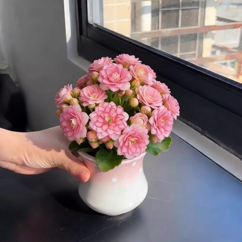 梦幻巴黎长寿花带花苞开花机器