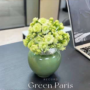 重瓣绿巴黎长寿花带花苞开花多肉植物办公室内外阳台绿植花卉盆栽