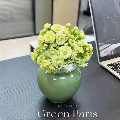 绿巴黎长寿花超多花苞超长花期