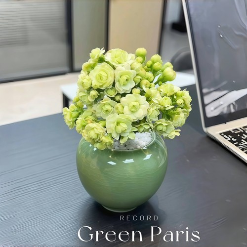 绿巴黎长寿花超多花苞超长花期