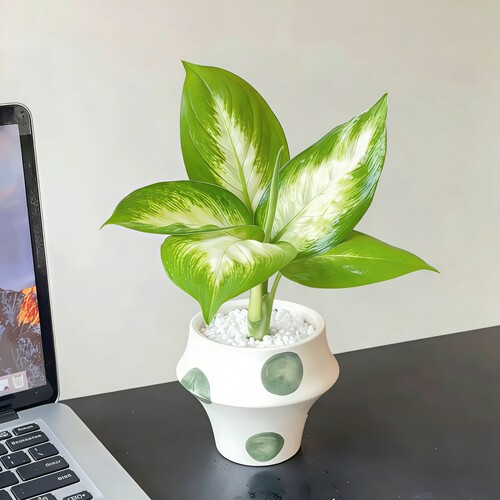 玛丽安粉黛万年青耐阴植物