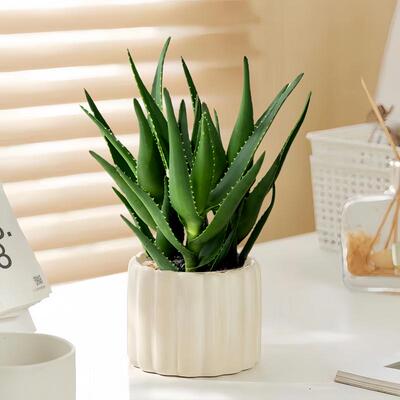 美人芦荟盆栽室内电脑桌面防辐射