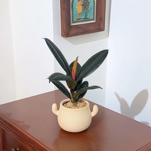 黑金刚橡皮树网红ins风客厅办公室内桌面绿植花卉盆栽净化空气