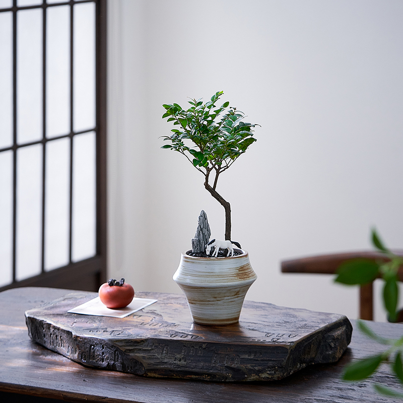 禅意盆栽小叶紫檀茶桌茶台意境感