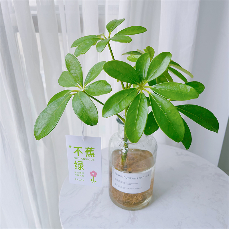 小清新风格水培植物鸭脚木