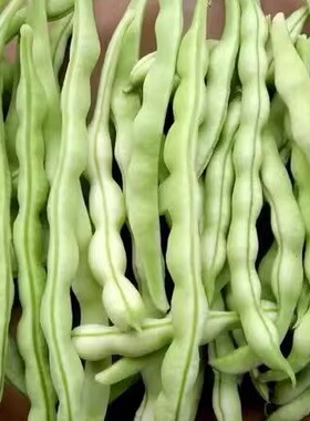 白豆角东北白不老豆角白架豆白芸豆油豆现摘现发产地直发500克