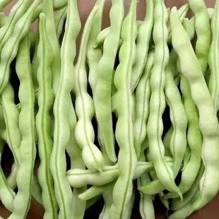 白豆角东北白不老豆角白架豆白芸豆油豆现摘现发产地直发500克