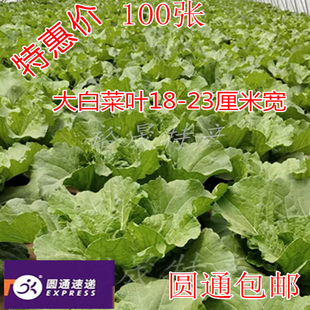 批发商用东北新鲜大白菜批发打饭包菜叶打菜包饭包白菜叶子100张