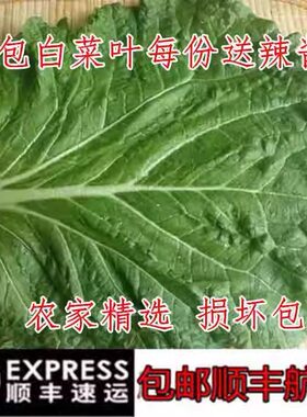东北新鲜大白菜叶打饭包打菜包