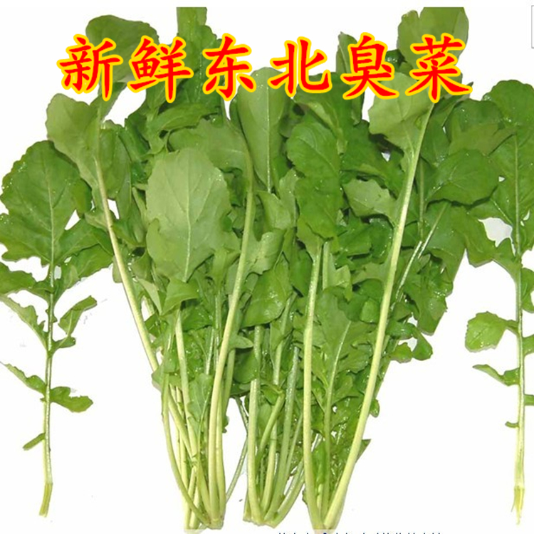 正宗东北蘸酱小菜新鲜臭菜农家自种蔬菜大叶叶菜通辽