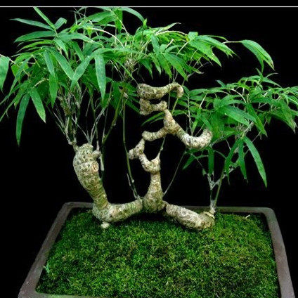 小叶竹苗盆景室内阳台植物