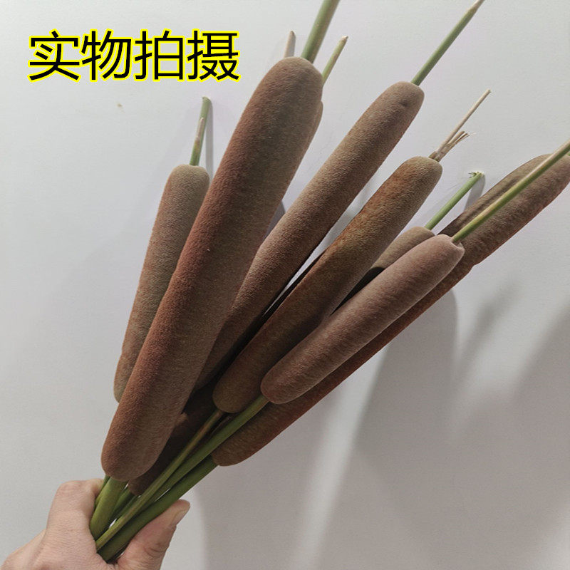 香蒲绒蒲棒蒲绒絮毛腊芦花烛芦苇草纯天然香水草插花驱蚊蜡烛香蒲
