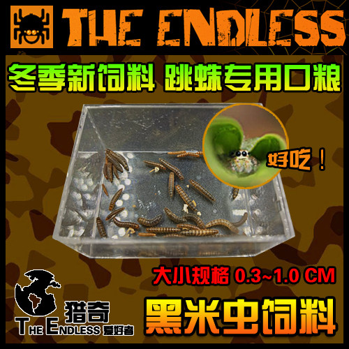 【TE猎奇】爬宠 异宠 跳蛛 螳螂 蜘蛛 活体饲料 小黑米虫 小饲料
