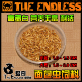 蜥蜴 面包虫 爬宠 活体饲料 蜘蛛 昆虫 跳蛛 螳螂 异宠 TE猎奇