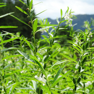 盛妈食遇 定制专拍现磨五谷杂粮粉 定好配方再拍