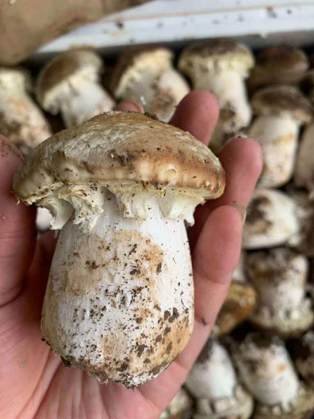 鲜姬松茸 巴西松茸 特色菌菇食材 140/约4斤左右 顺丰配送到家