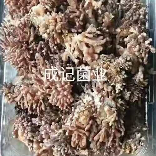 新鲜鹿茸菌特色500g到家龙爪菇