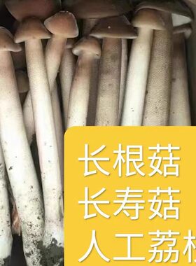 新鲜长寿菇人参菌人工高山荔枝菌 非野生荔枝菌