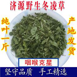 冬凌草茶纯叶500克喉咙肿痛干痒有痰野生冬凌茶济源原产地一斤