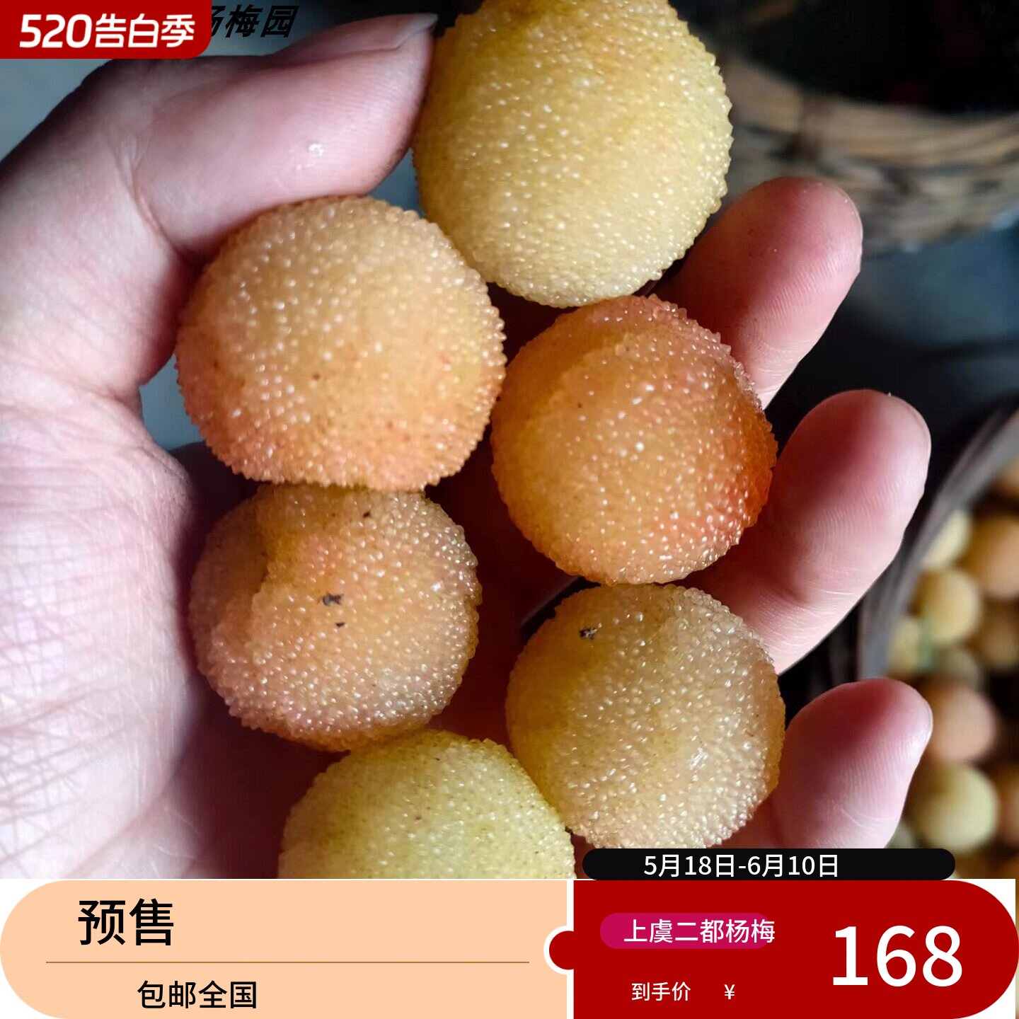 2026浙江上虞正宗二都白沙水晶杨梅慈禧贡品白杨梅自产自销包邮