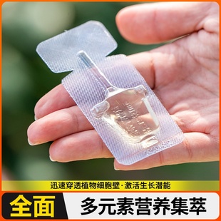 富贵竹专用营养液水培植物生根竹子观音竹转运竹营养液治叶子发黄