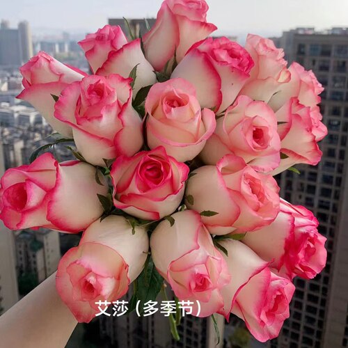 灌木月季（二）