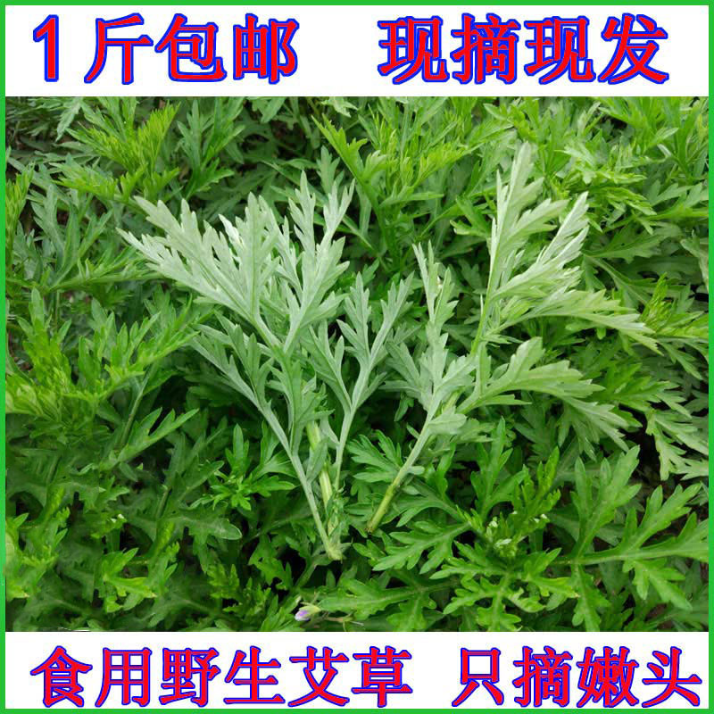 新鲜食用艾草叶青团专用嫩芽艾鲜艾草野生蒿菜社饭小艾草艾蒿粑粑