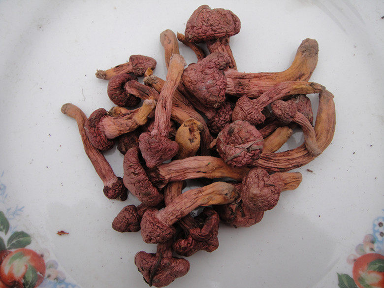 东北野生红蘑菇 肉蘑 松树伞 松蘑松蘑菇红松伞 红松蘑 精选包邮