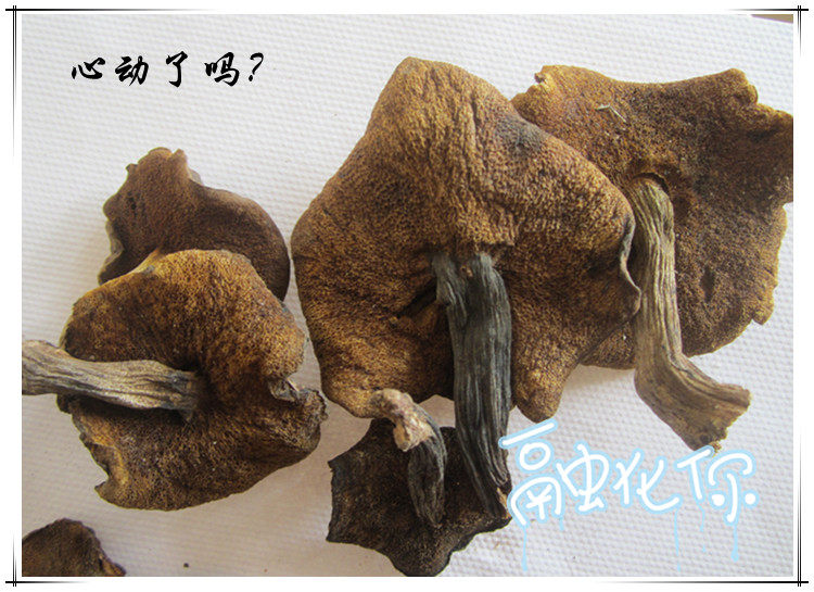 东北野生自然干松蘑肉厚干净
