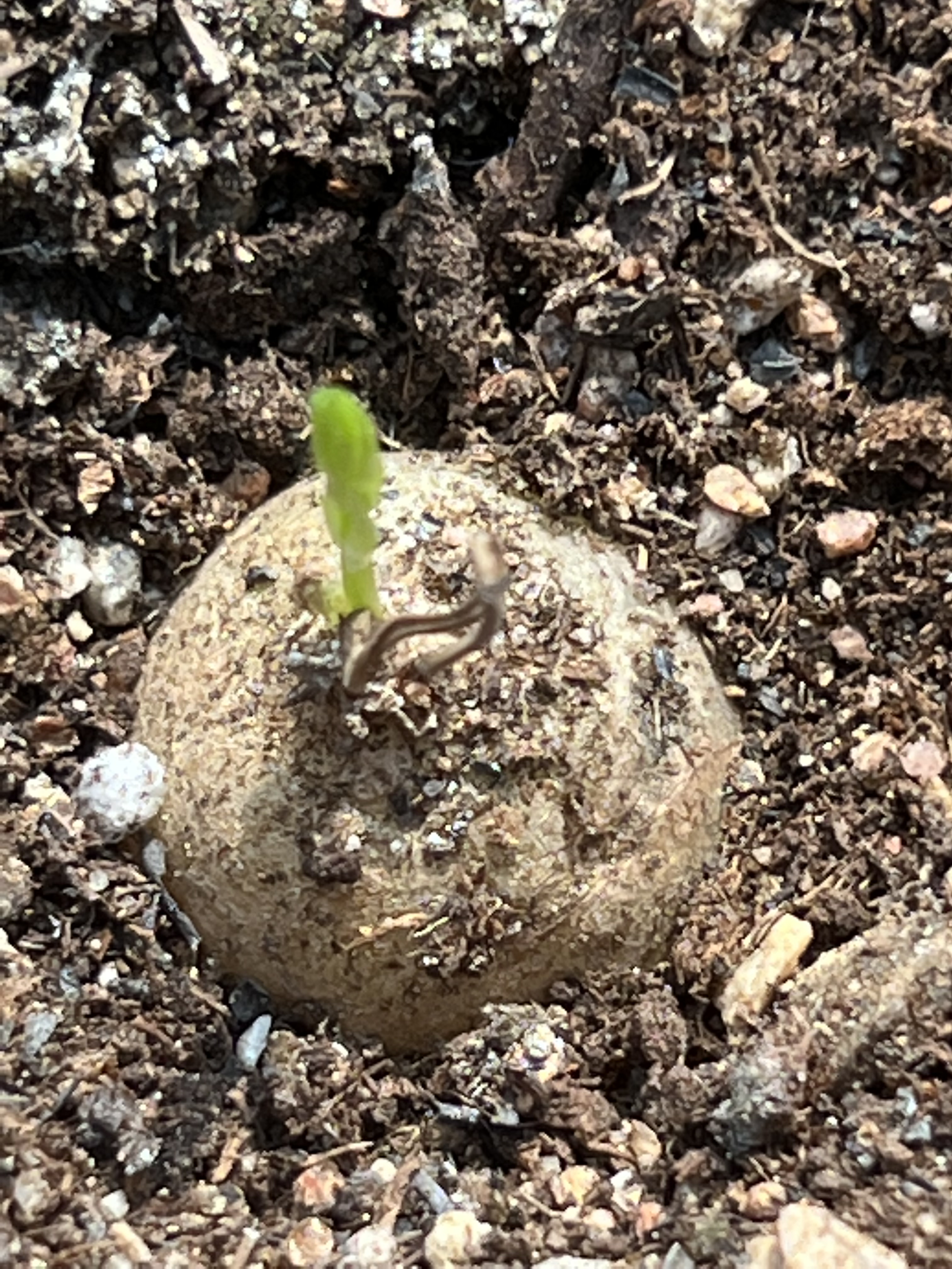 鹿角苍角殿包邮带盆，2公分左右。