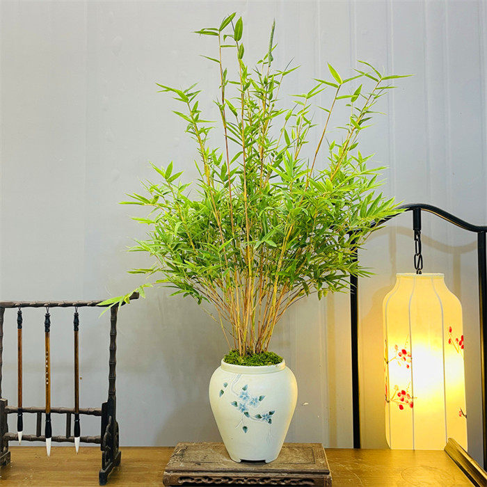 丛林红竹 红观音竹 客厅茶几禅意书房庭院阳台茶室内水培植物绿植