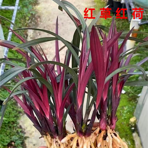 红草红河建兰铭品浓香型不带花苞室内外办公室内盆栽盆景耐阴绿植