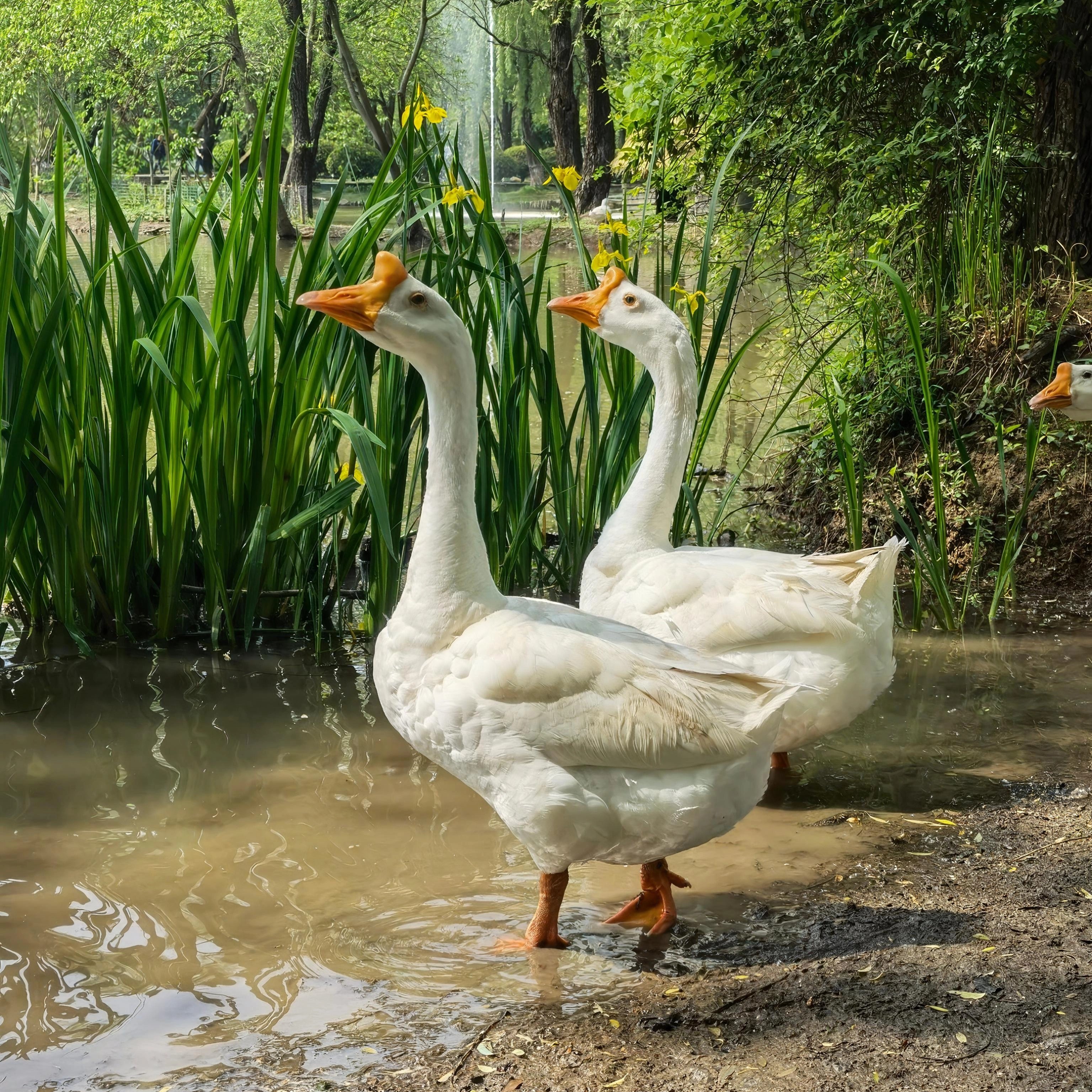 东北大鹅农家散养大鹅新鲜大鹅整只铁锅炖大鹅现杀不冻新鲜大白鹅