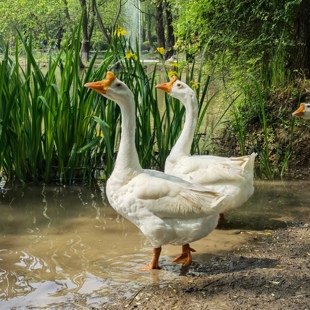 东北大鹅农家散养大鹅新鲜大鹅整只铁锅炖大鹅现杀不冻新鲜大白鹅