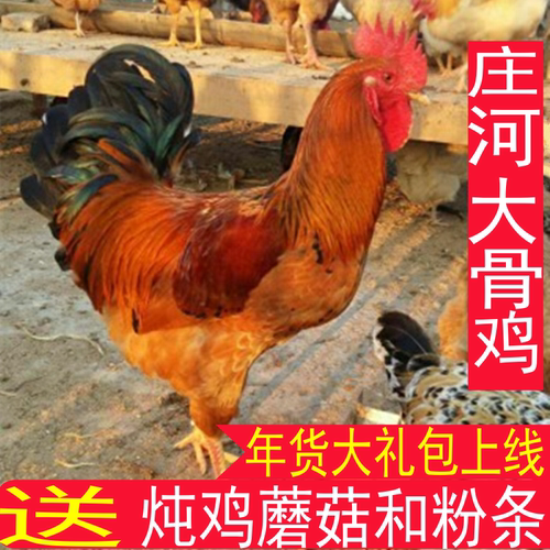 庄河大骨鸡笨公鸡散养大公鸡