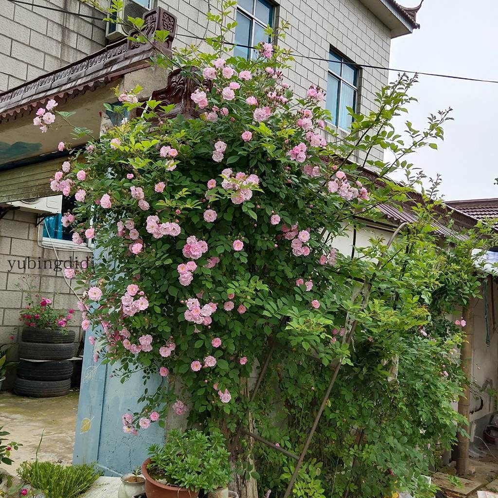 七姐妹花庭院美化 粉色蔷薇 别墅围墙绿植装饰 攀援花卉易活粉团