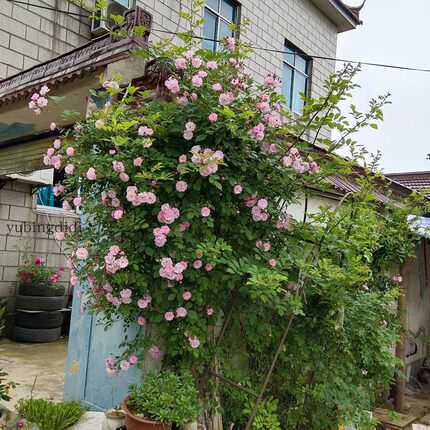 七姐妹花庭院美化 粉色蔷薇 别墅围墙绿植装饰 攀援花卉易活粉团